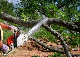 Leaf Removal in West Park, FL